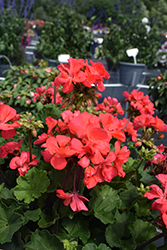 Fantasia Flamingo Rose Geranium (Pelargonium 'Fantasia Flamingo Rose') at The Green Spot Home & Garden