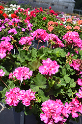 Fantasia Shocking Pink Geranium (Pelargonium 'Fantasia Shocking Pink') at The Green Spot Home & Garden