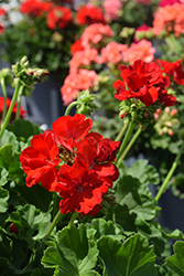 Galaxy Dark Red Geranium (Pelargonium 'TOSTD0388') at The Green Spot Home & Garden