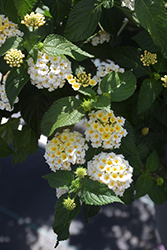 Landmark White Lantana (Lantana camara 'Balucwhit') at The Green Spot Home & Garden