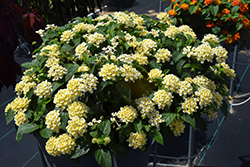 Shamrock Butterscotch Glow Lantana (Lantana 'Balshamochl') at The Green Spot Home & Garden