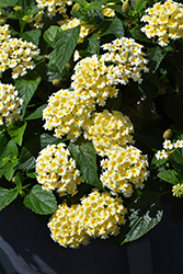 Shamrock Butterscotch Glow Lantana (Lantana 'Balshamochl') at The Green Spot Home & Garden