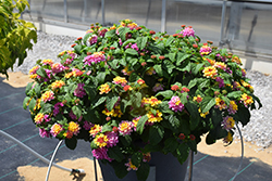 Shamrock Rose Lantana (Lantana 'Balshamose') at The Green Spot Home & Garden