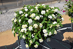 Shamrock White Lantana (Lantana 'Balshamite') at The Green Spot Home & Garden