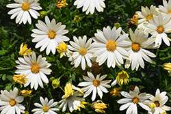 Voltage White African Daisy (Osteospermum 'Voltage White') at The Green Spot Home & Garden