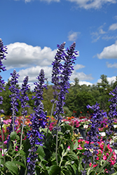 Mystic Spires Sage (Salvia 'Mystic Spires') at The Green Spot Home & Garden