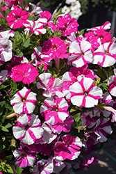 Headliner Pink Sky Petunia (Petunia 'KLEPH17342') at The Green Spot Home & Garden