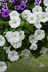 Supertunia Mini Vista White Petunia (Petunia 'USTUN87002') at The Green Spot Home & Garden