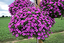 Supertunia Vista Jazzberry Petunia (Petunia 'Supertunia Vista Jazzberry') at The Green Spot Home & Garden