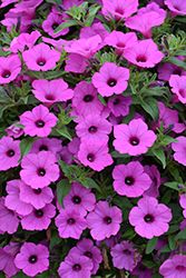 Supertunia Vista Jazzberry Petunia (Petunia 'Supertunia Vista Jazzberry') at The Green Spot Home & Garden