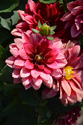 Dahlinova Hypnotica Red Velvet Dahlia (Dahlia 'Hypnotica Red Velvet') at The Green Spot Home & Garden