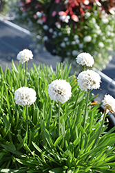 Dreameria Dream Clouds False Sea Thrift (Armeria pseudarmeria 'Dream Clouds') at The Green Spot Home & Garden