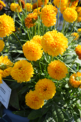 Moonswirl Tickseed (Coreopsis grandiflora 'Moonswirl') at The Green Spot Home & Garden