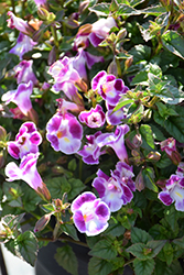 Summer Wave Bouquet Deep Rose Torenia (Torenia 'Summer Wave Bouquet Deep Rose') at The Green Spot Home & Garden