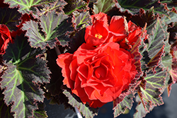 Nonstop Mocca Red Begonia (Begonia 'Nonstop Mocca Red') at The Green Spot Home & Garden