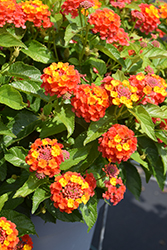 Shamrock Orange Flame Lantana (Lantana 'Balshamorfim') at The Green Spot Home & Garden