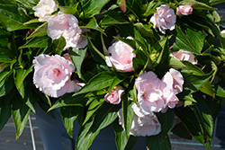 Roller Coaster Cotton Candy Impatiens (Impatiens 'Roller Coaster Cotton Candy') at The Green Spot Home & Garden