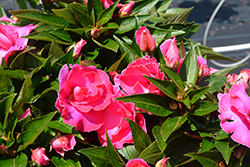 Roller Coaster Hot Pink Impatiens (Impatiens 'Roller Coaster Hot Pink') at The Green Spot Home & Garden