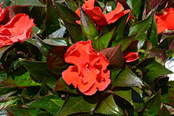 Roller Coaster Red Racer Impatiens (Impatiens 'Roller Coaster Red Racer') at The Green Spot Home & Garden