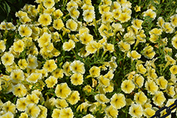 Bee's Knees Petunia (Petunia 'Balcobees') at The Green Spot Home & Garden