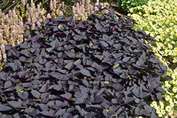 Sweet Caroline Sweetheart Jet Black Sweet Potato Vine (Ipomoea batatas 'NCORNSP-021SHJB') at The Green Spot Home & Garden