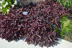 Sweet Caroline Red Hawk Sweet Potato Vine (Ipomoea batatas 'NCORNSP-026SCRH') at The Green Spot Home & Garden