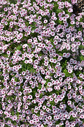 Supertunia Mini Vista Pink Star Petunia (Petunia 'USTUNJ2401') at The Green Spot Home & Garden