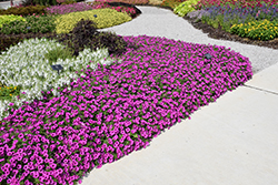 Supertunia Vista Jazzberry Petunia (Petunia 'Supertunia Vista Jazzberry') at The Green Spot Home & Garden