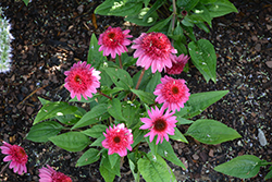 Double Scoop Watermelon Deluxe Coneflower (Echinacea 'Balscmelux') at The Green Spot Home & Garden