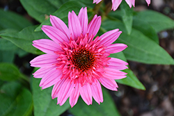 Double Scoop Watermelon Deluxe Coneflower (Echinacea 'Balscmelux') at The Green Spot Home & Garden