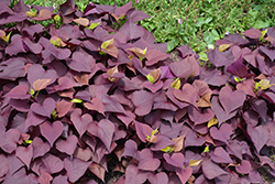 Sweet Caroline Mahogany Sweet Potato Vine (Ipomoea batatas 'NCORNSP-0032SCRHI') at The Green Spot Home & Garden