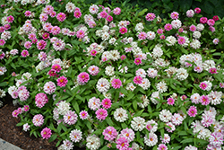 Zahara Double Raspberry Ripple Zinnia (Zinnia 'Zahara Double Raspberry Ripple') at The Green Spot Home & Garden