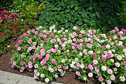 Zahara Double Raspberry Ripple Zinnia (Zinnia 'Zahara Double Raspberry Ripple') at The Green Spot Home & Garden