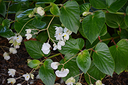 Dragon Wing White Begonia (Begonia 'Dragon Wing White') at The Green Spot Home & Garden