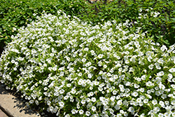 Supertunia Vista Snowdrift Petunia (Petunia 'BBTUN04401') at The Green Spot Home & Garden