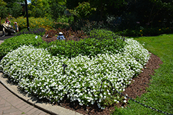 Supertunia Vista Snowdrift Petunia (Petunia 'BBTUN04401') at The Green Spot Home & Garden