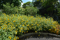 Suncredible Yellow (Helianthus 'Suncredible Yellow') at The Green Spot Home & Garden