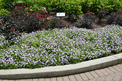 Supertunia Mini Vista Violet Star Petunia (Petunia 'USTUNJ1901') at The Green Spot Home & Garden