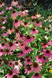 Artisan Red Ombre Coneflower (Echinacea 'PAS1257973') at The Green Spot Home & Garden