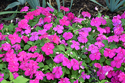 Beacon Violet Shades Impatiens (Impatiens walleriana 'PAS1357834') at The Green Spot Home & Garden