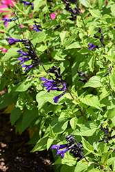 Bodacious Hummingbird Falls Sage (Salvia 'Hummingbird Falls') at The Green Spot Home & Garden