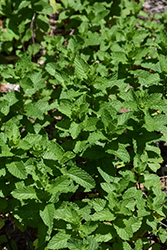 Apple Mint (Mentha suaveolens 'Apple') at The Green Spot Home & Garden