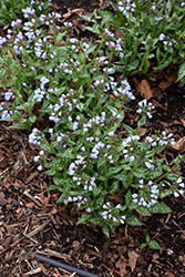 Twinkle Toes Lungwort (Pulmonaria 'Twinkle Toes') at The Green Spot Home & Garden