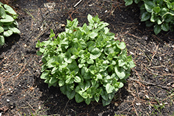 Jack of Diamonds Bugloss (Brunnera macrophylla 'Jack of Diamonds') at The Green Spot Home & Garden