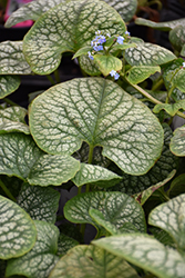 Jack of Diamonds Bugloss (Brunnera macrophylla 'Jack of Diamonds') at The Green Spot Home & Garden