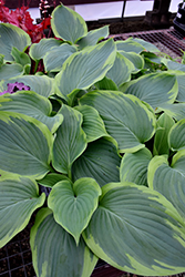 Shadowland Wu-La-La Hosta (Hosta 'Wu-La-La') at The Green Spot Home & Garden