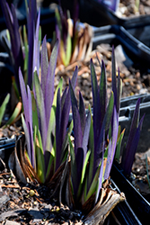 Gerald Darby Iris (Iris 'Gerald Darby') at The Green Spot Home & Garden