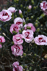 Scent First Raspberry Surprise Pinks (Dianthus 'Devon Yolande') at The Green Spot Home & Garden