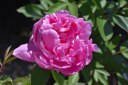Dr. Alexander Fleming Peony (Paeonia 'Dr. Alexander Fleming') at The Green Spot Home & Garden