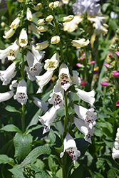 Dalmatian White Foxglove (Digitalis purpurea 'Dalmatian White') at The Green Spot Home & Garden